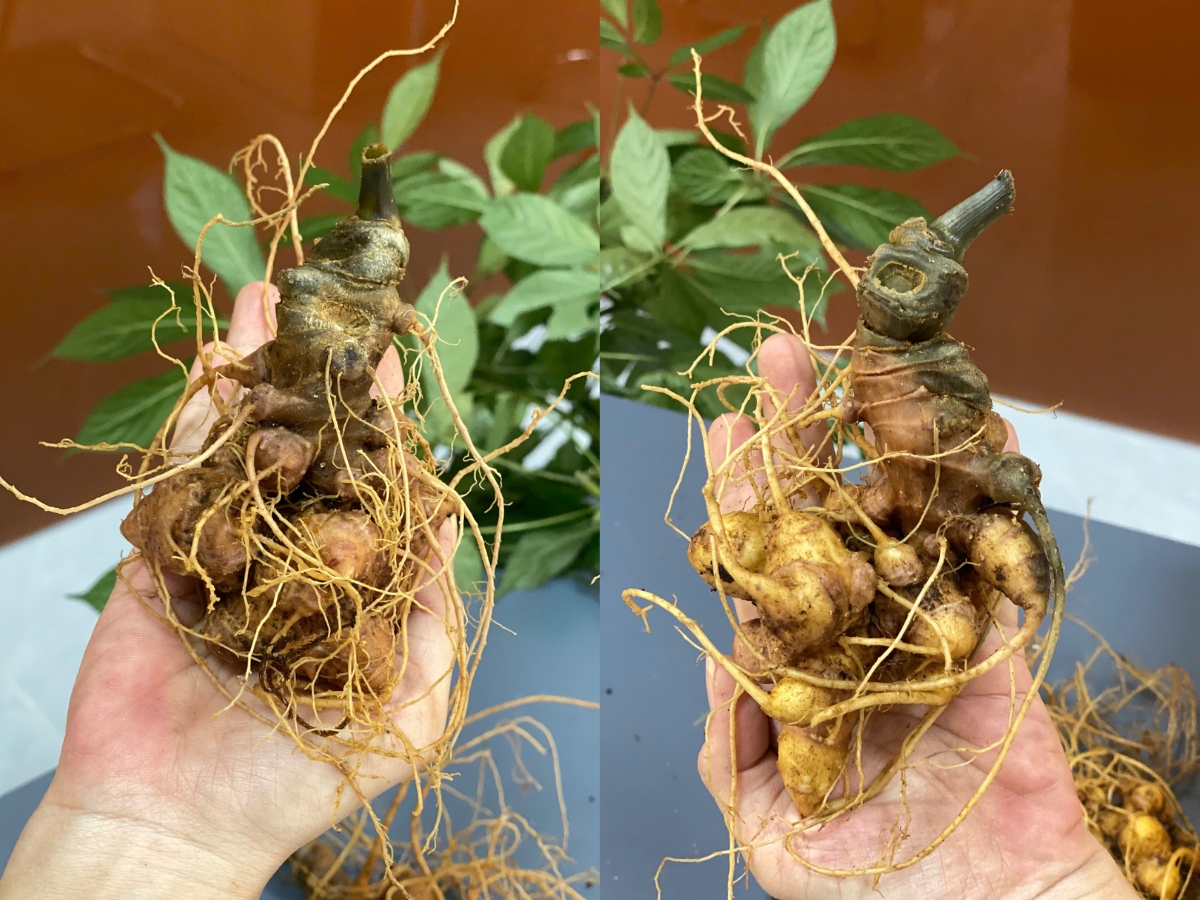 giá sâm ngọc linh hiện nay